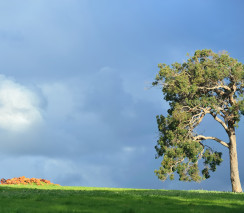 The Tree of Life: An Approach to Working with Vulnerable Children, Young People and Adults
